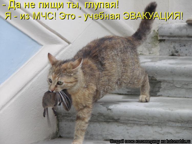 Чтоб не очень то. Кот пришел домой. Смешные картинки с котами и надписями. Пора домой. Кот уходит.